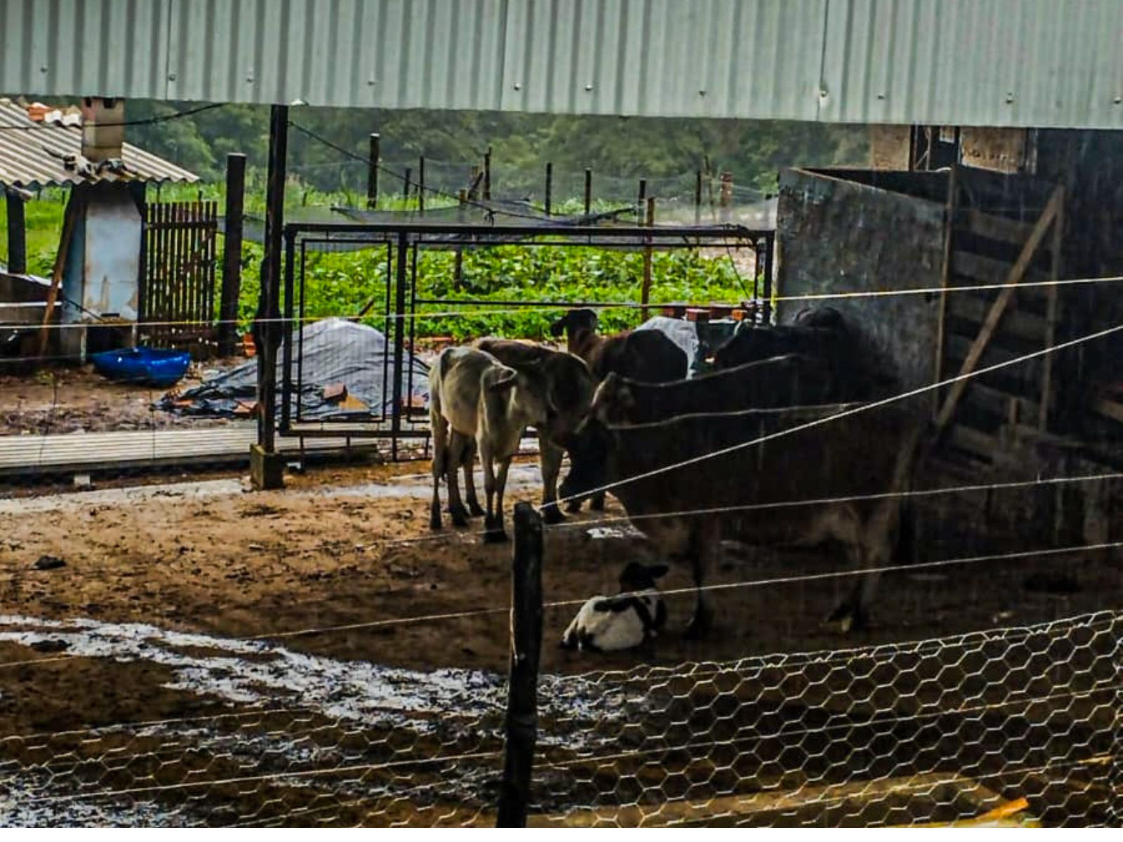 Foto do Campo onde possui algumas Vacas dentro de um Curral